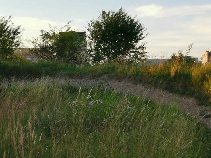 Optical Illusion Find Rabbit in 6 Seconds